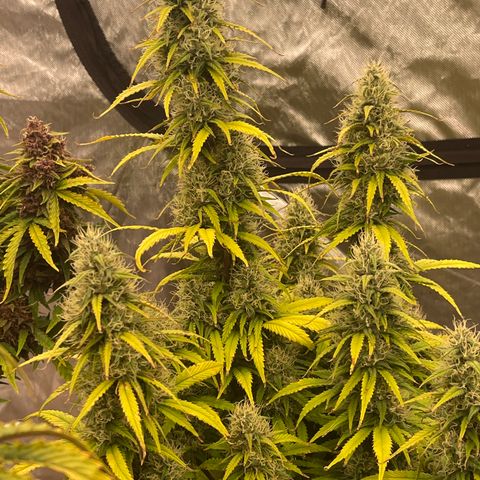 Alaskan Purple Auto growlog timeline photo