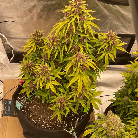 Pink Kush 2 growlog timeline photo