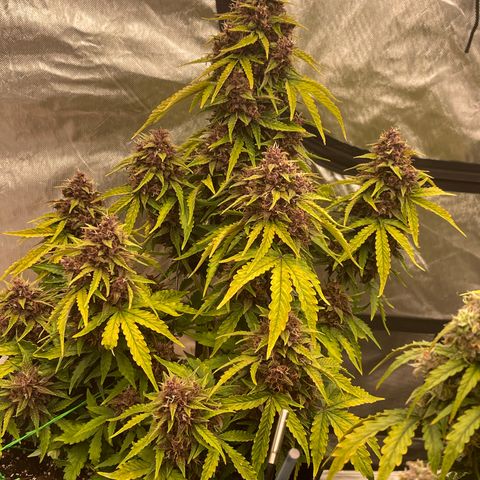 Pink Kush 2 growlog timeline photo