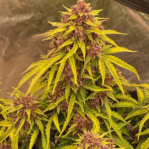 Pink Kush 2 growlog timeline photo