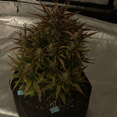Gorilla Girl XL Auto growlog timeline photo