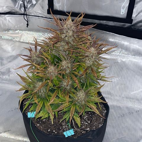 Gorilla Girl XL Auto growlog timeline photo