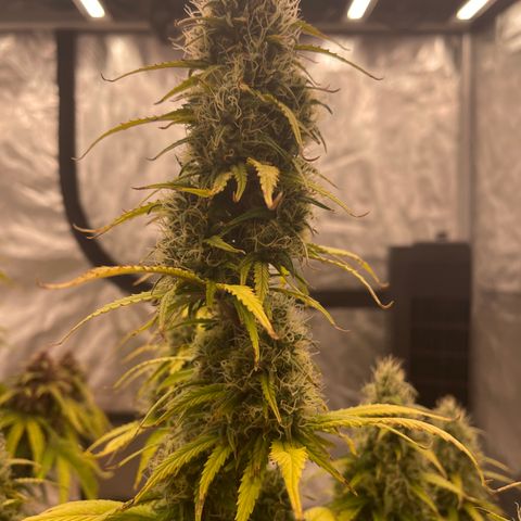 Alaskan Purple Auto growlog timeline photo