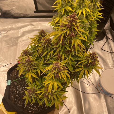 Pink Kush 2 growlog timeline photo