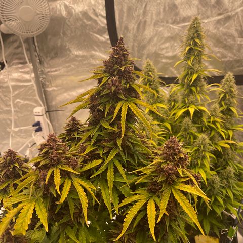 Pink Kush 2 growlog timeline photo