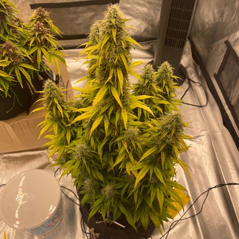 Alaskan Purple Auto growlog timeline photo