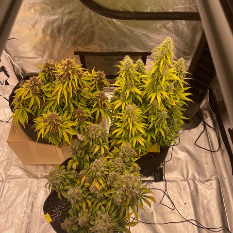 Pink Kush 2 growlog timeline photo