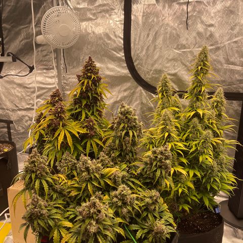 Pink Kush 2 growlog timeline photo