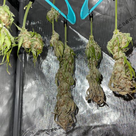 Pink Kush 2 growlog timeline photo
