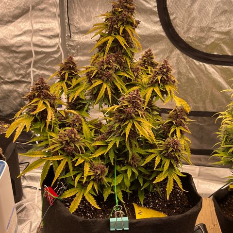 Pink Kush 2 growlog timeline photo