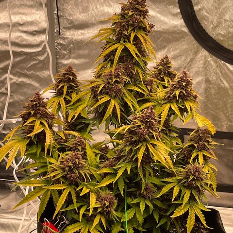 Pink Kush 2 growlog timeline photo