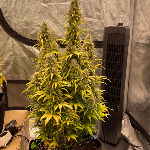 Alaskan Purple Auto growlog timeline photo