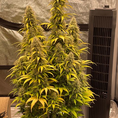 Alaskan Purple Auto growlog timeline photo