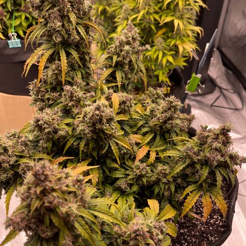 Charlottes Angel CBD Auto growlog timeline photo