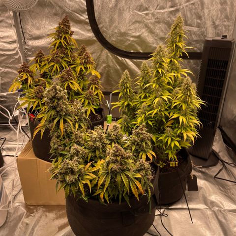 Pink Kush 2 growlog timeline photo