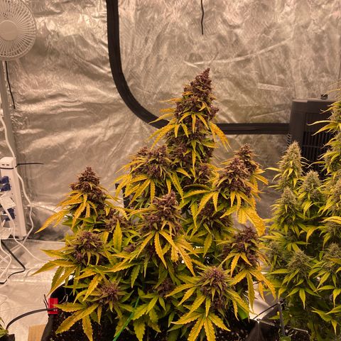Pink Kush 2 growlog timeline photo