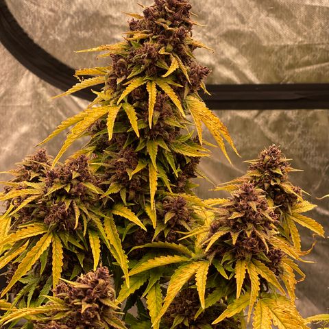 Pink Kush 2 growlog timeline photo