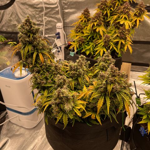Charlottes Angel CBD Auto growlog timeline photo