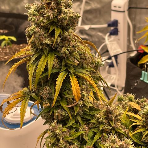 Charlottes Angel CBD Auto growlog timeline photo