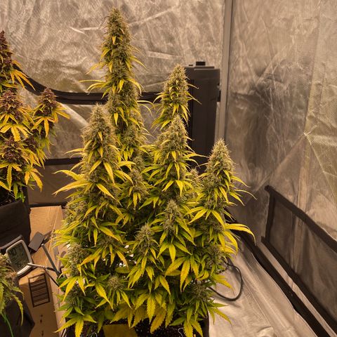 Alaskan Purple Auto growlog timeline photo