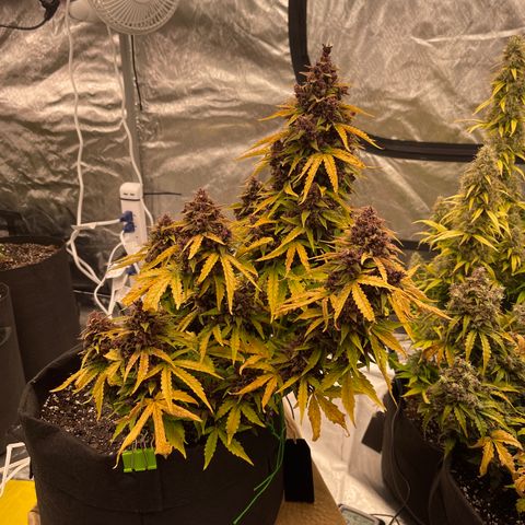 Pink Kush 2 growlog timeline photo