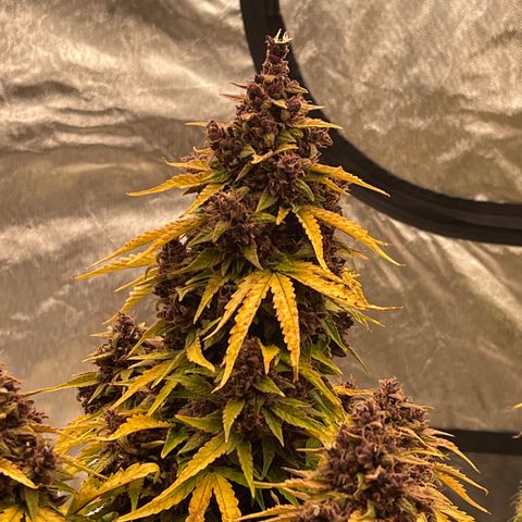 Pink Kush 2 growlog timeline photo