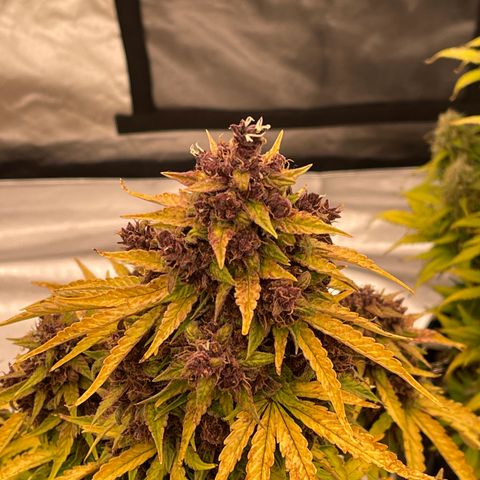 Pink Kush 2 growlog timeline photo