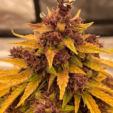 Pink Kush 2 growlog timeline photo