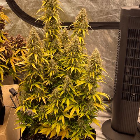 Alaskan Purple Auto growlog timeline photo