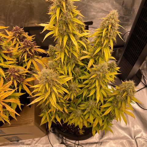 Alaskan Purple Auto growlog timeline photo