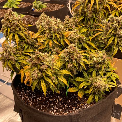 Charlottes Angel CBD Auto growlog timeline photo