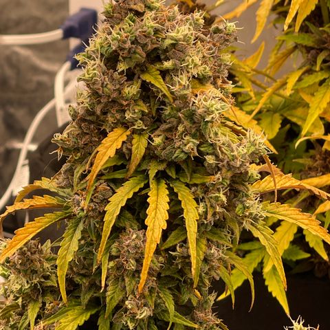 Charlottes Angel CBD Auto growlog timeline photo