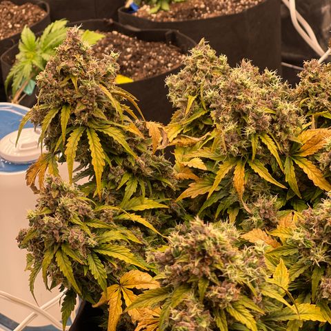 Charlottes Angel CBD Auto growlog timeline photo