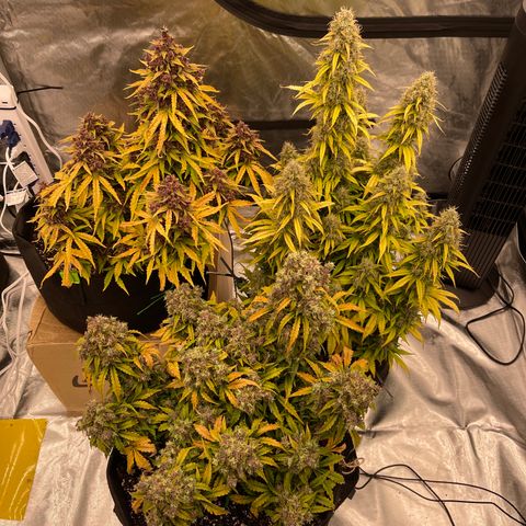 Pink Kush 2 growlog timeline photo