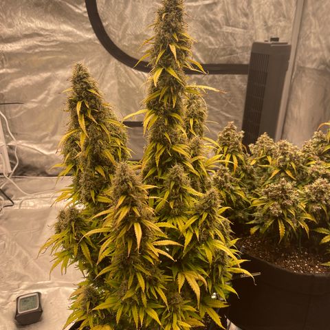 Alaskan Purple Auto growlog timeline photo