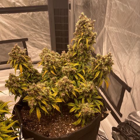 Charlottes Angel CBD Auto growlog timeline photo