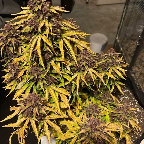 Pink Kush 2 growlog timeline photo