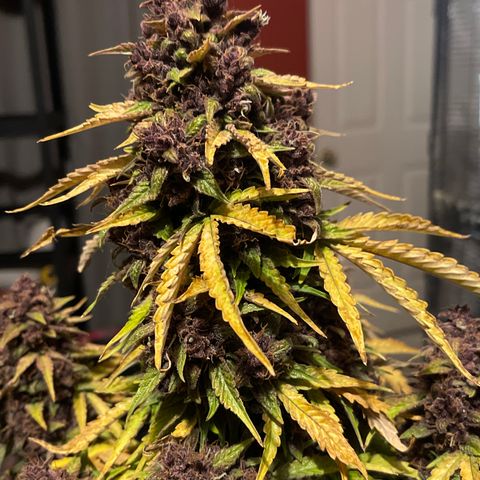 Pink Kush 2 growlog timeline photo