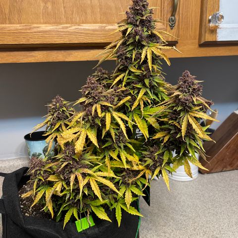 Pink Kush 2 growlog timeline photo