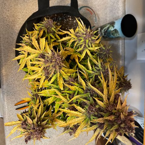 Pink Kush 2 growlog timeline photo