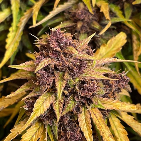 Pink Kush 2 growlog timeline photo