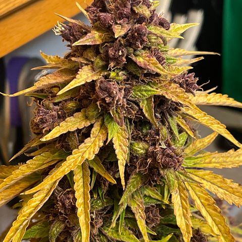 Pink Kush 2 growlog timeline photo