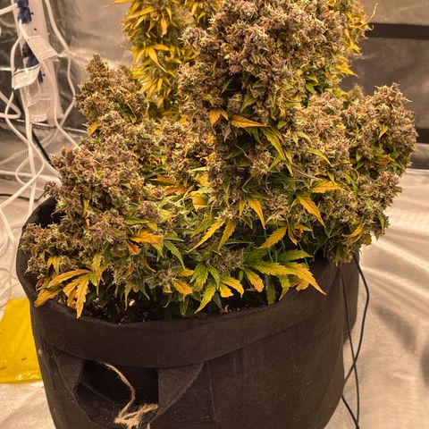 Charlottes Angel CBD Auto growlog timeline photo