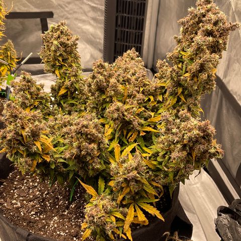 Charlottes Angel CBD Auto growlog timeline photo