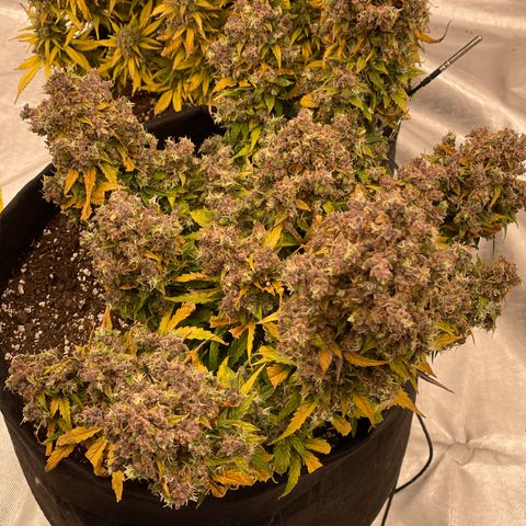 Charlottes Angel CBD Auto growlog timeline photo