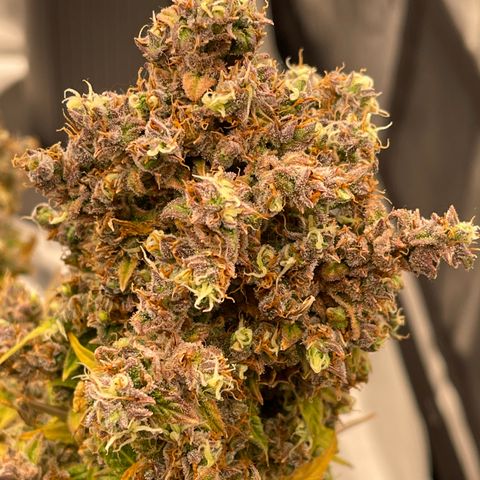 Charlottes Angel CBD Auto growlog timeline photo