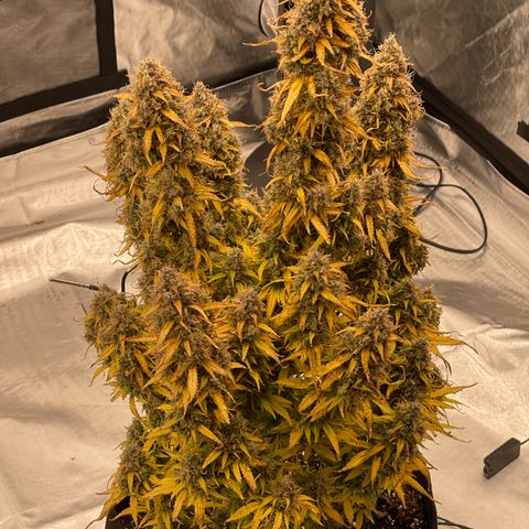Alaskan Purple Auto growlog timeline photo