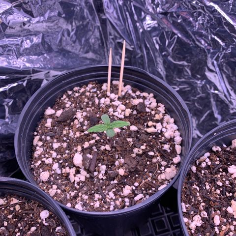 Segundo ciclo  #1 growlog timeline photo