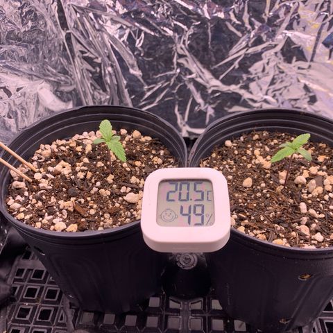 Segundo ciclo  #1 growlog timeline photo