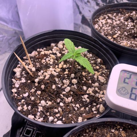 Segundo ciclo  #1 growlog timeline photo